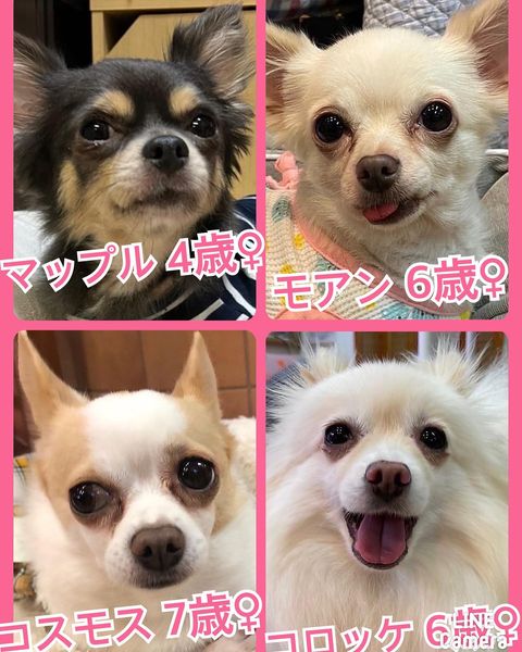 🐾今日の里親様募集中ワンコ🐶メンバーです🐾2022,10,29【保護犬カフェ天神橋店】